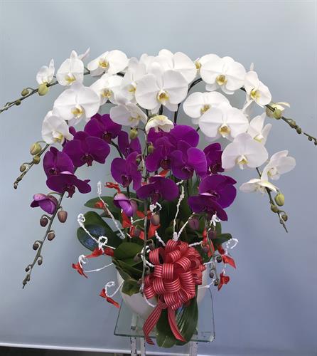 Hoa Lan Khai Trương 00117